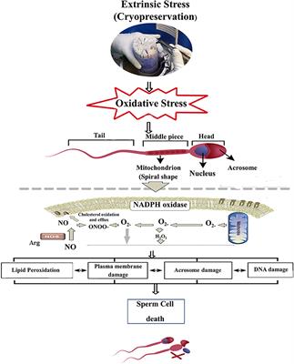 Impact of Cryopreservation on Spermatozoa Freeze-Thawed Traits and Relevance OMICS to Assess Sperm Cryo-Tolerance in Farm Animals